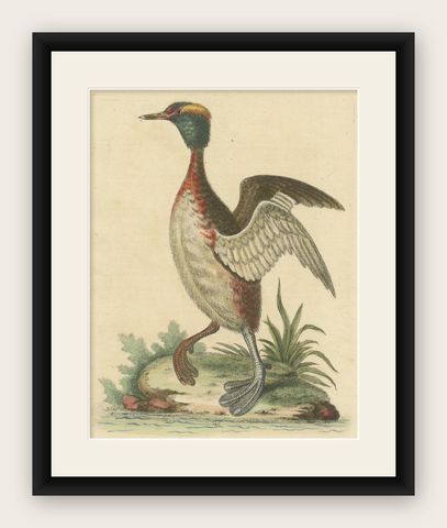 Antique Bird Print of a Horned Grebe, shown framed