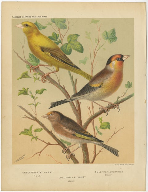 Antique Bird Print of Greenfinch & Canary Mule, Goldfinch & Linnet and Others, view 3