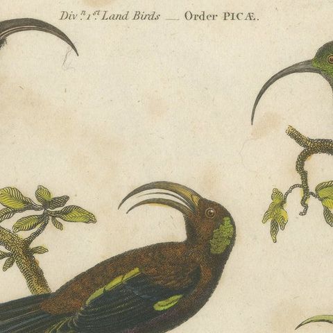 Diverse Avian Species: An early 18th-Century Ornithological Study, 1811, close-up 6