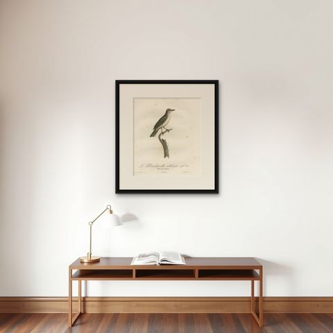 The Black-Whiskered Vireo, An 1807 Large Hand-Colored Ornithological Print, shown framed on a wall