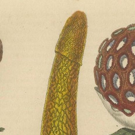 Illustrated Fungi from 'Dictionnaire Classique des Sciences Naturelles, 1845, close-up 6