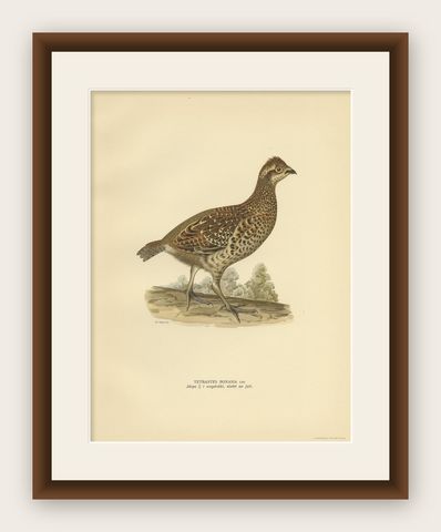 Vintage Bird Print of the Hazel Grouse 'Female' by Von Wright, 1929, shown framed