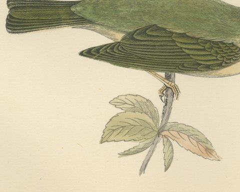 Willow Warbler on a Leafy Stem, Hand Colored Bird Print, Morris, 1896, close-up 2