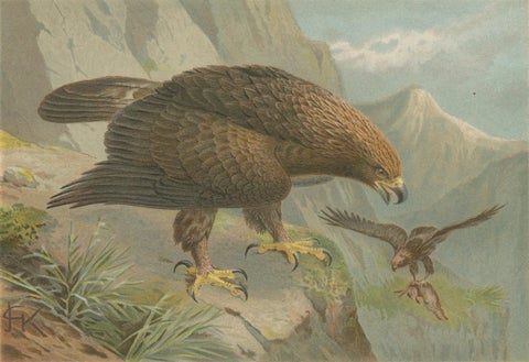 Antique Golden Eagle Bird Lithograph, Royal Natural History, 1895, close-up 2