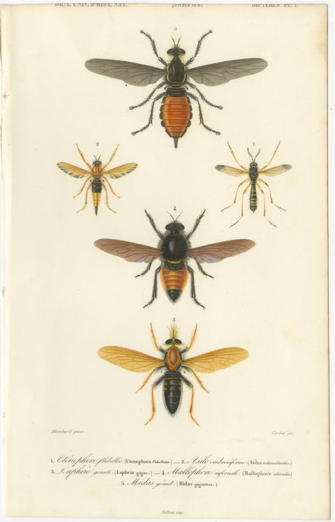 Antique Dipteres Engraving, Giant Flies & Robber Flies, circa 1800, view 2