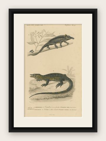 Lizard Print of Nose-Horned Chameleon and Banded Monitor, c.1850, Orbigny, shown framed