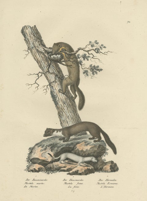 Antique Print of a Pine Marten, Mink and Ermine, view 3