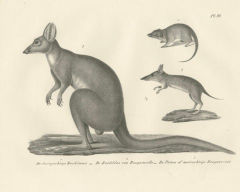 Rare 19th-Century Lithograph of Marsupials Showing the Potoroo and Kangaroo Rat, close-up 5