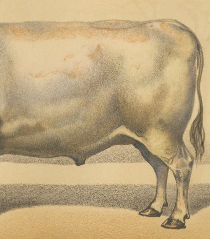 Durham Shorthorn Ox, British Cattle Chromolithograph by Olivier de Penne, 1863, close-up 3