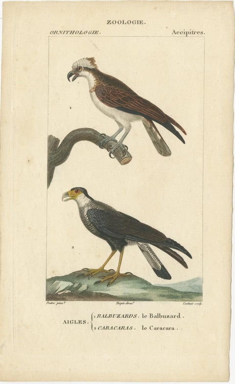Set of 3 Antique Bird Prints - Parrots - Passerines - Birds of Prey, circa 1820, view 2