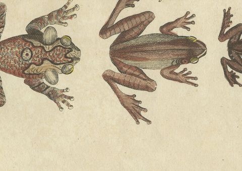 Five Tree Frogs, Antique Bertuch Print, Vienna, circa 1815, close-up 2