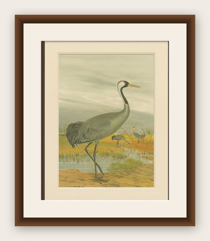 Antique Chromolithograph of the Common Crane, Grus Grus, c.1890, shown framed