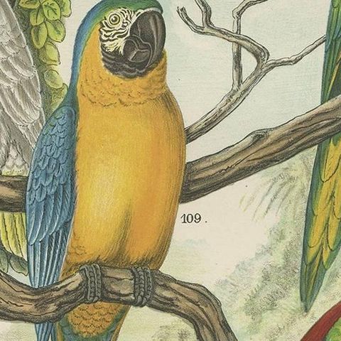 Antique Bird Print of the Cockatoo, Blue-Mountain Lory and Maccaw (1886), close-up 2