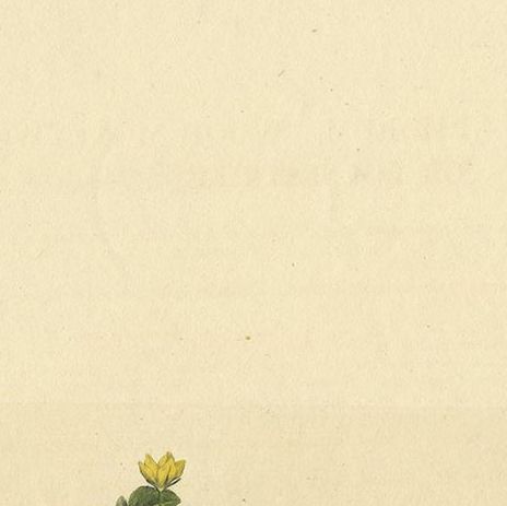 Antique Botany Print of Lysimachia Nemorum by Curtis 'circa 1817', close-up 1