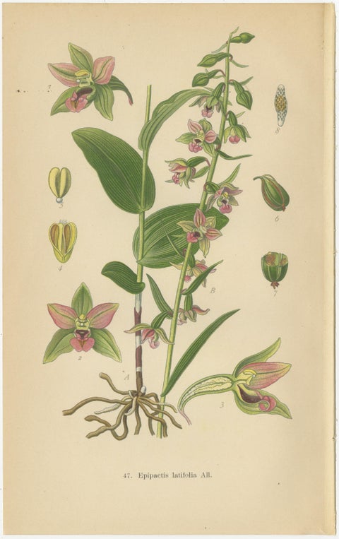 Epipactis Enchantment: A Trio of Botanical Illustrations from 1904, view 3