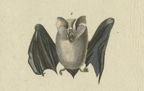 Whispers of the Night: Anatomical Elegance of Horseshoe Bats, 1775, close-up 2