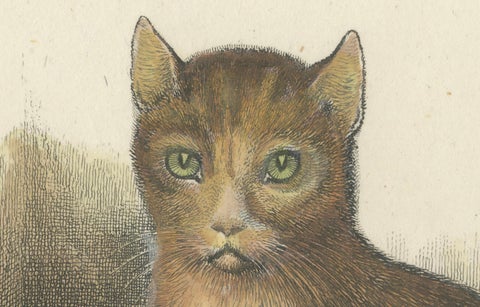 Cat and Kittens, 1809 Hand-Colored Etching by Samuel Howitt, close-up 2