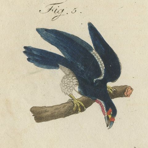 Six Hawks and Buzzards, Birds of Prey, Antique Bertuch Print, circa 1805, close-up 6