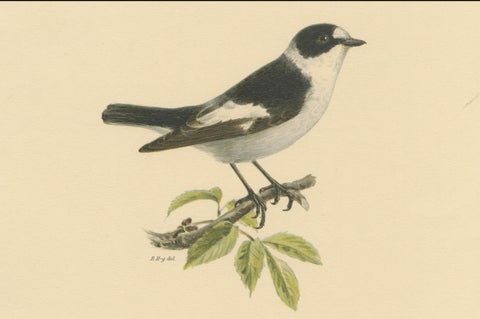 Monochrome Elegance: Bird Print of The Collared Flycatcher by Von Wright, 1927, close-up 2