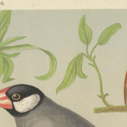 Antique Bird Print of the White-Headed Munia, Chesnut Munia and Java Sparrow, close-up 1