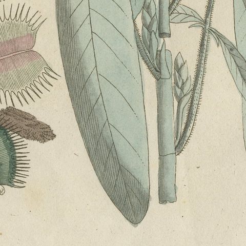 Venus Flytrap Carnivorous Plant, Antique Bertuch Print, circa 1805, close-up 6
