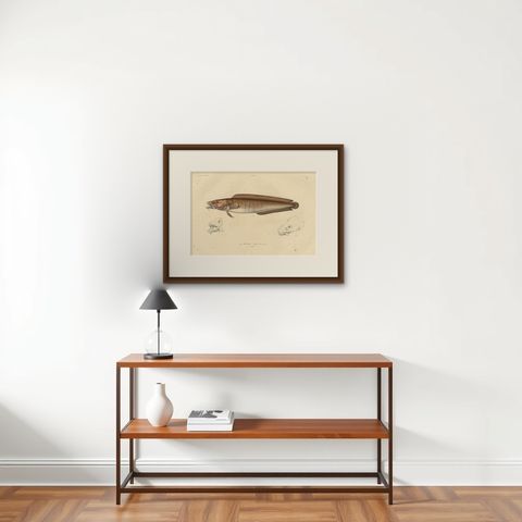 Antique Ichthyology Print, Cusk Fish (Le Brosme) from Gaimard Voyage, 1842, shown framed on a wall