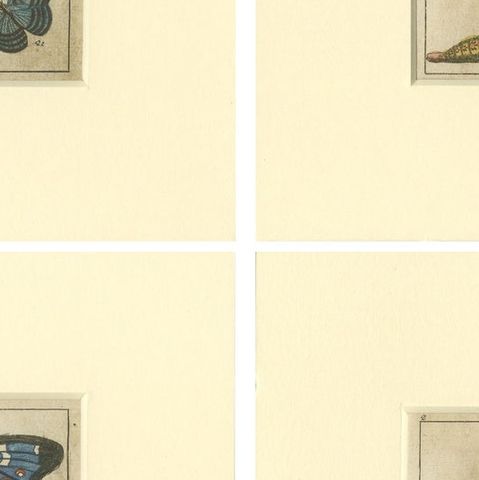Set of 4 Antique Butterfly Prints Also Showing Caterpillars and Pupae, close-up 2