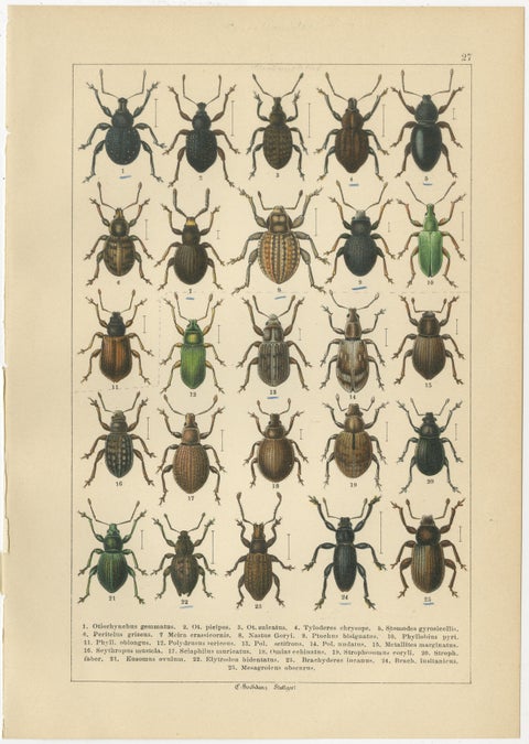 Antique Weevil Beetle Chromolithographs, Curculionidae Plates, Calwer 1893, view 2
