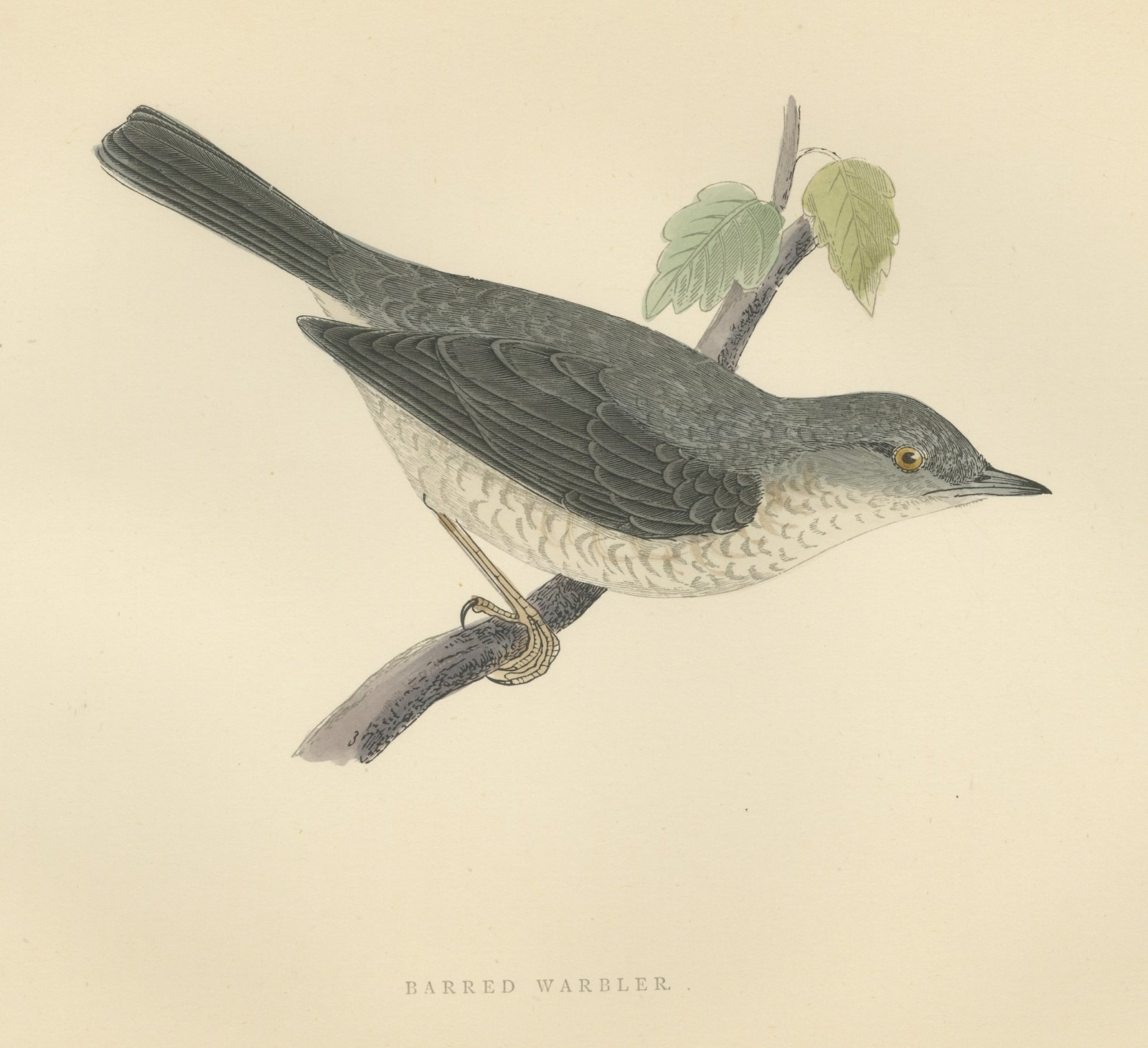 Barred Warbler on a Leafy Twig, Antique Hand Colored Bird Plate, Morris, 1896