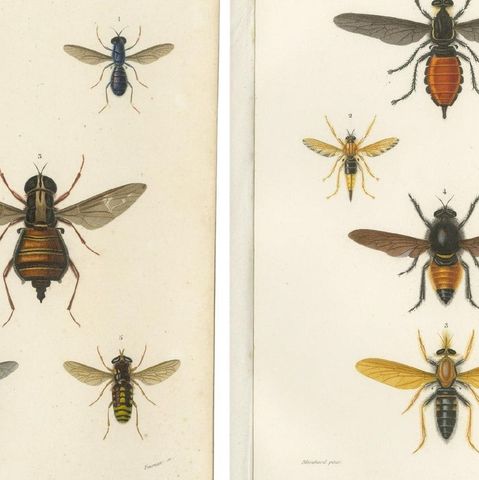 Set of Five Antique Prints of Flies and Hymenoptera Insects, 1861, close-up 1