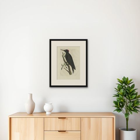 Antique Bird Print of a Female Black Woodpecker by Sepp & Nozeman, 1809, shown framed on a wall