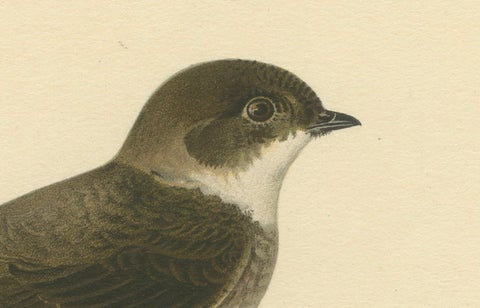 Riparia Riparia - Hand-colored Sand Martin Lithograph by M. von Wright, 1927, close-up 2
