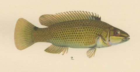 Colorful Scandinavian Wrasse Trio - Stunning Hand-Coloured Fish Lithograph, 1895, close-up 2