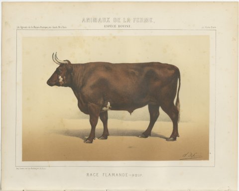 Flemish Ox, French Cattle Breed, Antique Chromolithograph by Borie, 1863, view 2