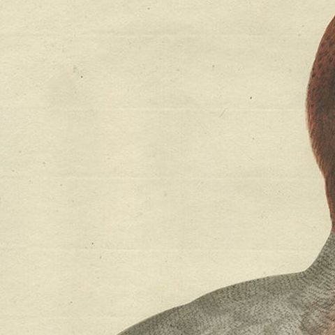 Antique Bird Print of the Male Eurasian Wigeon or Widgeon, 1797, close-up 1