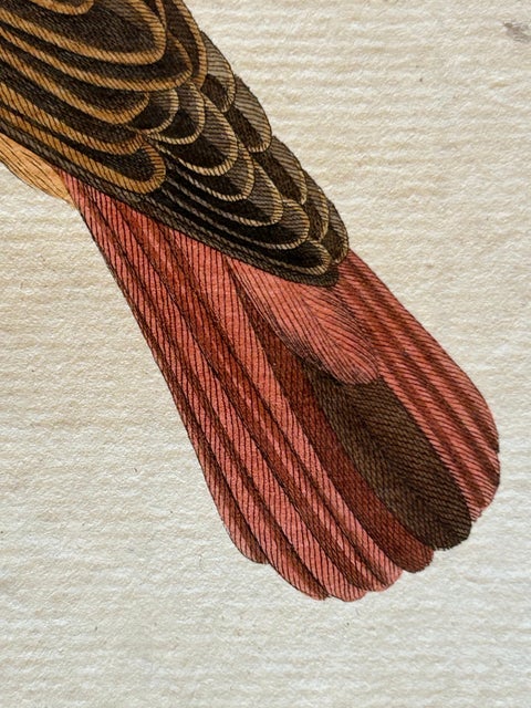 Motacilla Erithacus, Antique Common Redstart Print by Nozeman & Sepp, 1809, view 8