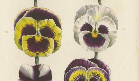 Large-Flowered Pansies Botanical Illustration by Louis van Houtte, 19th Century, close-up 2