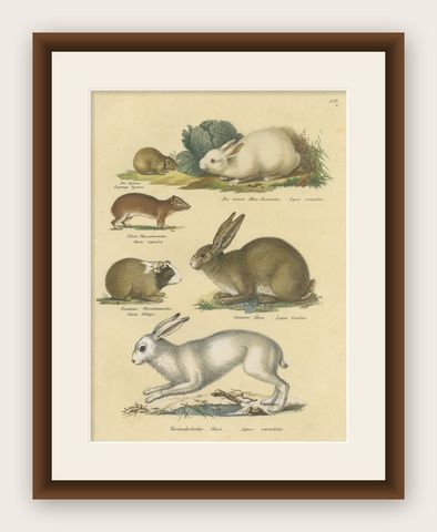 Antique Hand Colored Print of a Rabbit, Hares, Pika and Other Rodents, shown framed