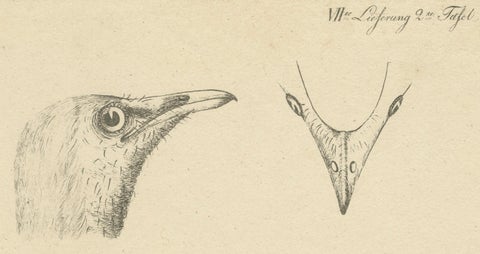 The Bald-Like Snapping Bird on a Hand-Colored Lithograph, circa 1820, close-up 2