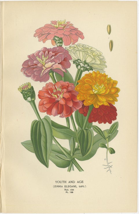Antique Botanical Prints Trio: Immortelles, Youth and Age, Sunflower, 1897, view 3