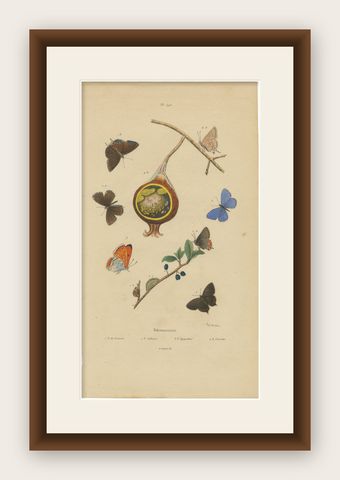 Polyommatus Butterflies & Caterpillars by Aug. Duméril, circa 1830, shown framed