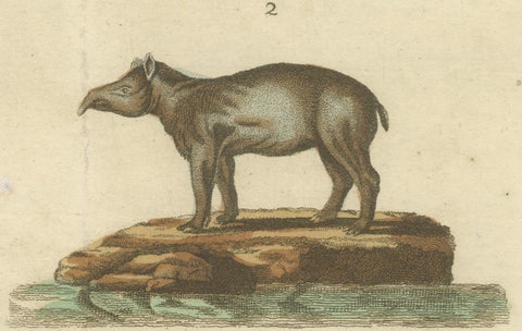 Antique Copperplate Engraving of Hippopotamus and Tapir by Bertuch, 1800, close-up 3