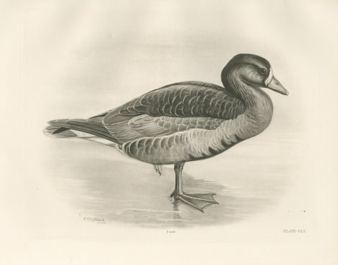 White-fronted Goose Standing in Shallow Water after Lilian Medland, c. 1909