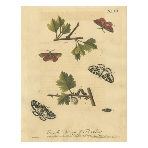 English Moths on Hawthorn, Hand-Colored Insect Engraving, Albin 1720