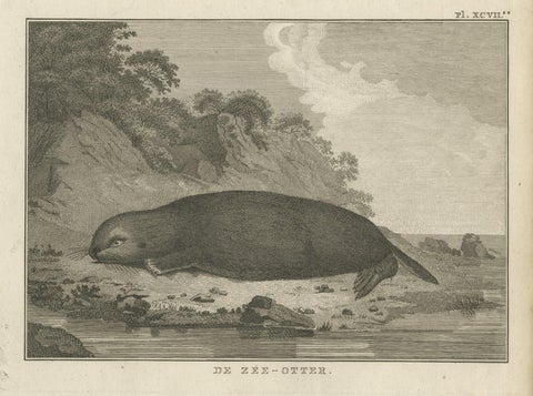 Antique Print of a Sea Otter by Cook, 1803, close-up 1
