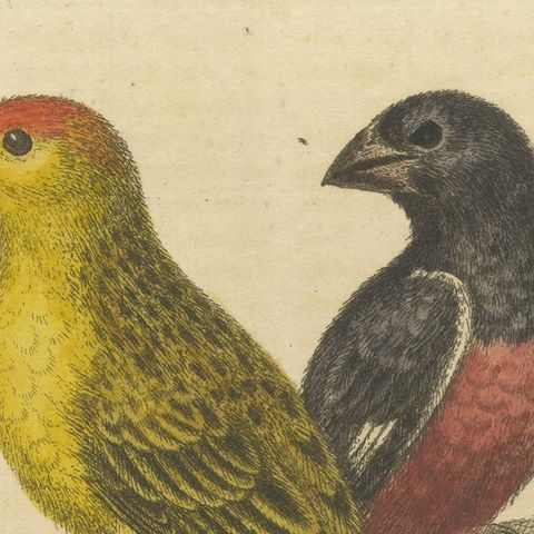 Antique Bird Print of Small Birds from Angola, close-up 1