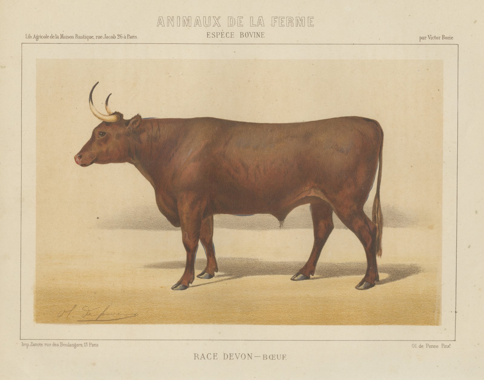 Devon Ox, British Cattle Chromolithograph by Olivier de Penne, 1863
