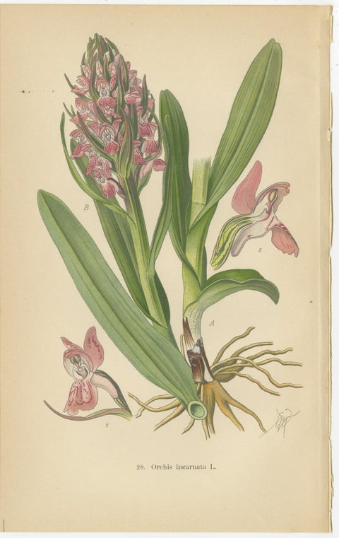 Orchids of Germany and Adjacent Regions: A Visual Archive, 1904, view 2