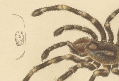 Antique Print of a Female Sri Lanka Ornamental Tiger Spider or Tarantula, 1833, close-up 2