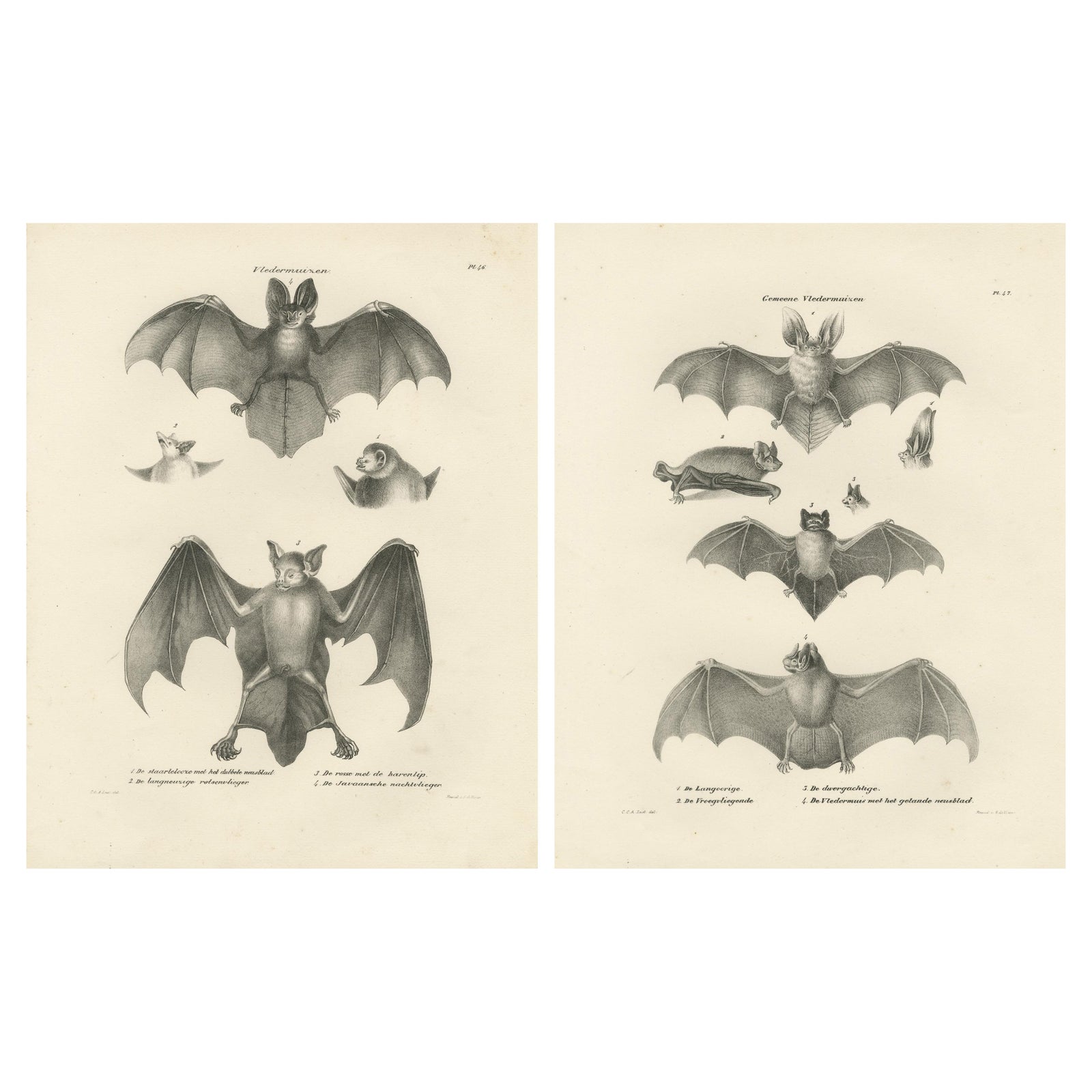 Anatomical Studies of Bats from 'The Mammals' Natural History Lithographs, 1836